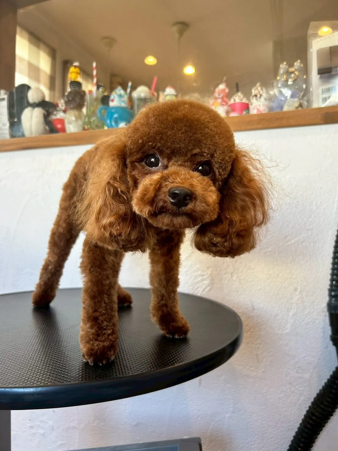 可愛いワンちゃんたちがシャンプー&トリミングで大変身!🐩✨