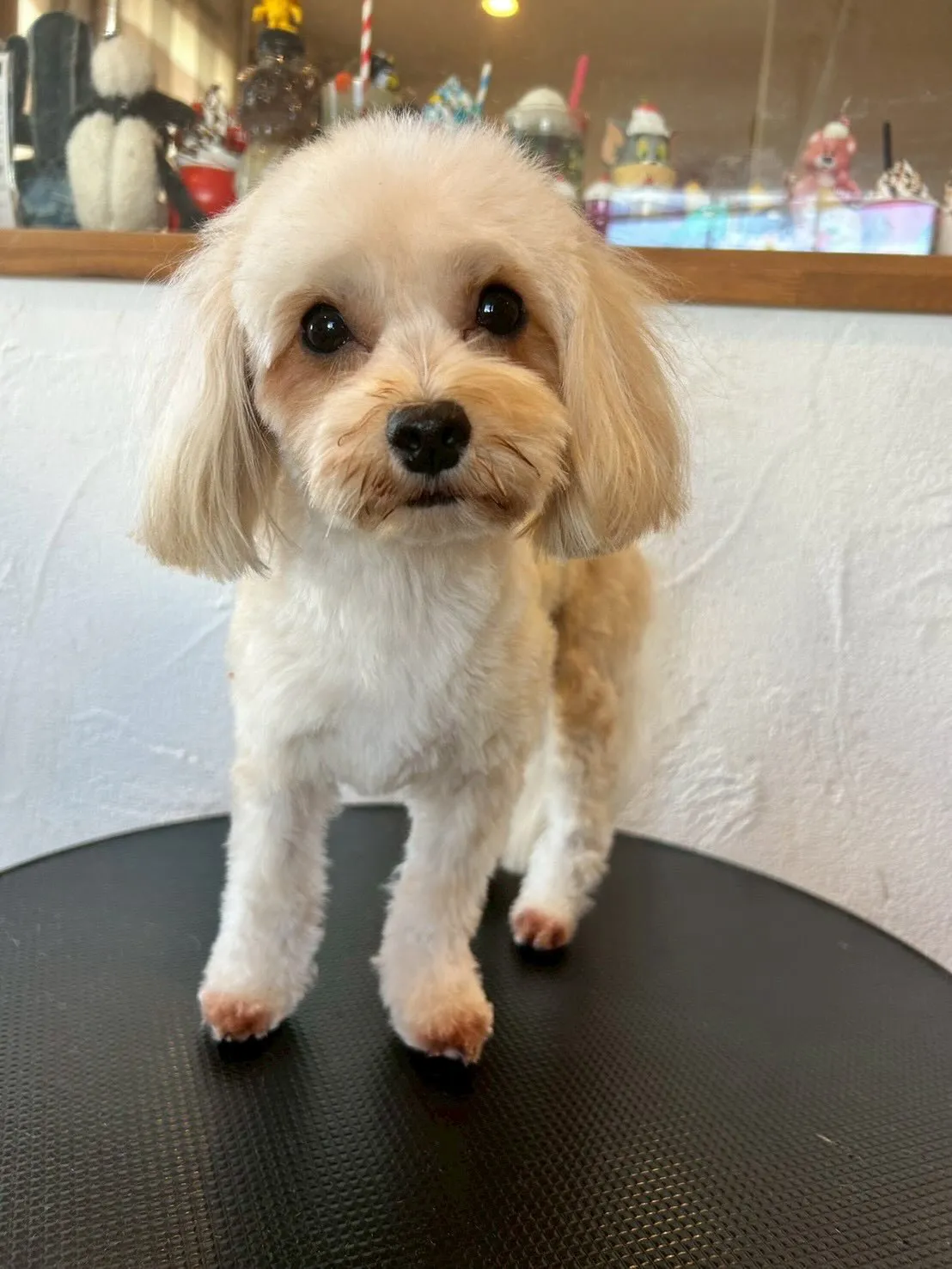 可愛いワンちゃんたちがシャンプー&トリミングで大変身!🐩✨