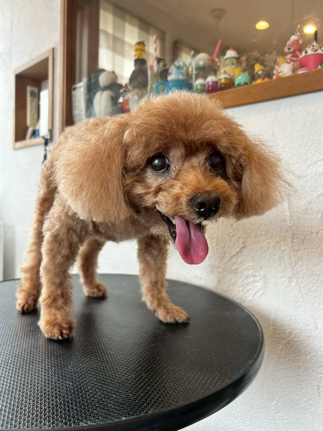 トリミングサロンからの可愛いゲストたちをご紹介します✨