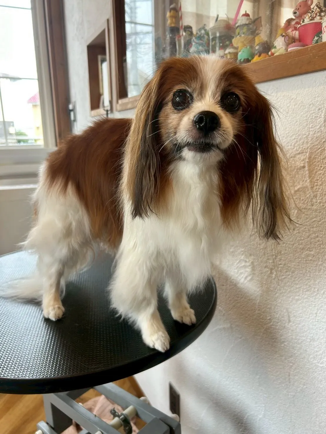 トリミングサロンからの可愛いゲストたちをご紹介します✨