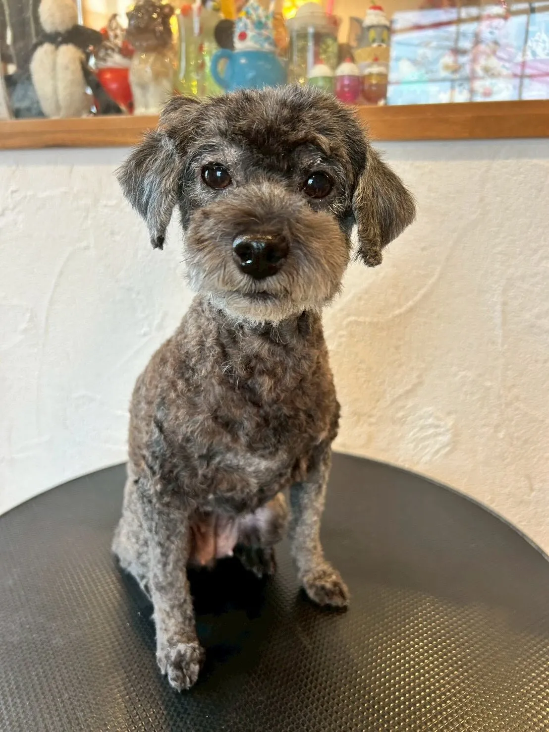 みなさんハロー🐶✨