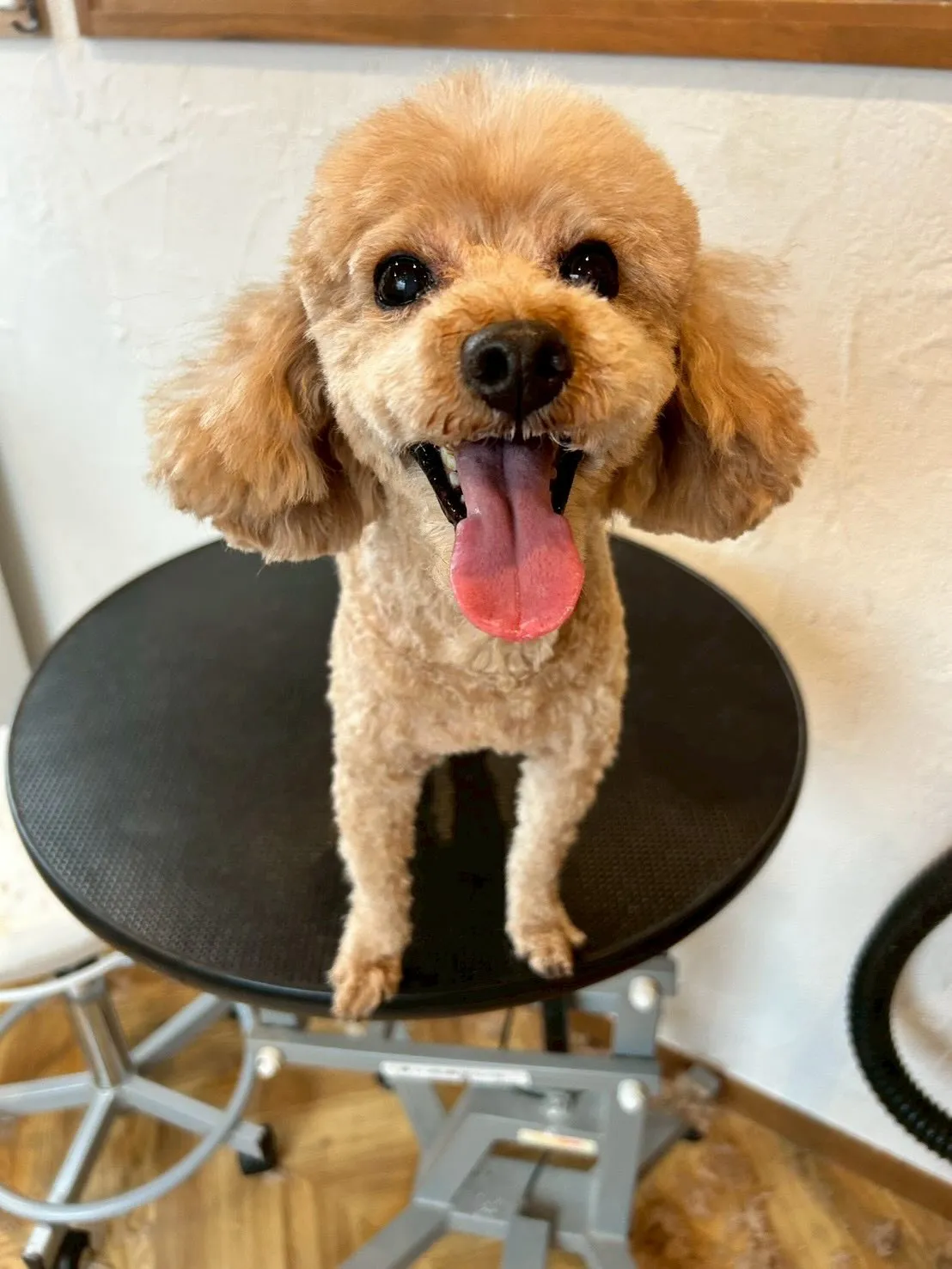 みなさんハロー🐶✨