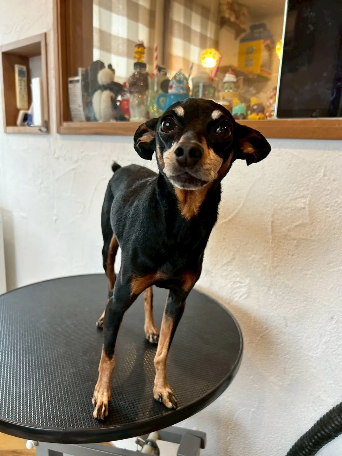 みなさんハロー🐶✨