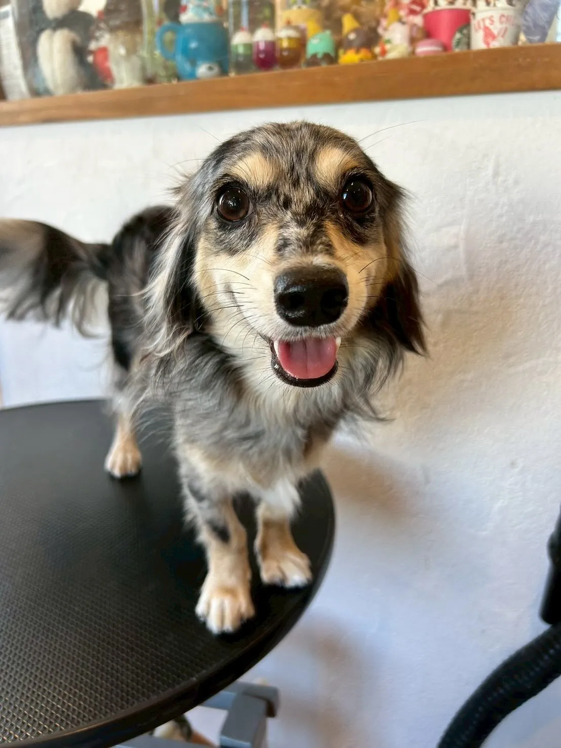 トリミングサロンに大所帯がやってきました!