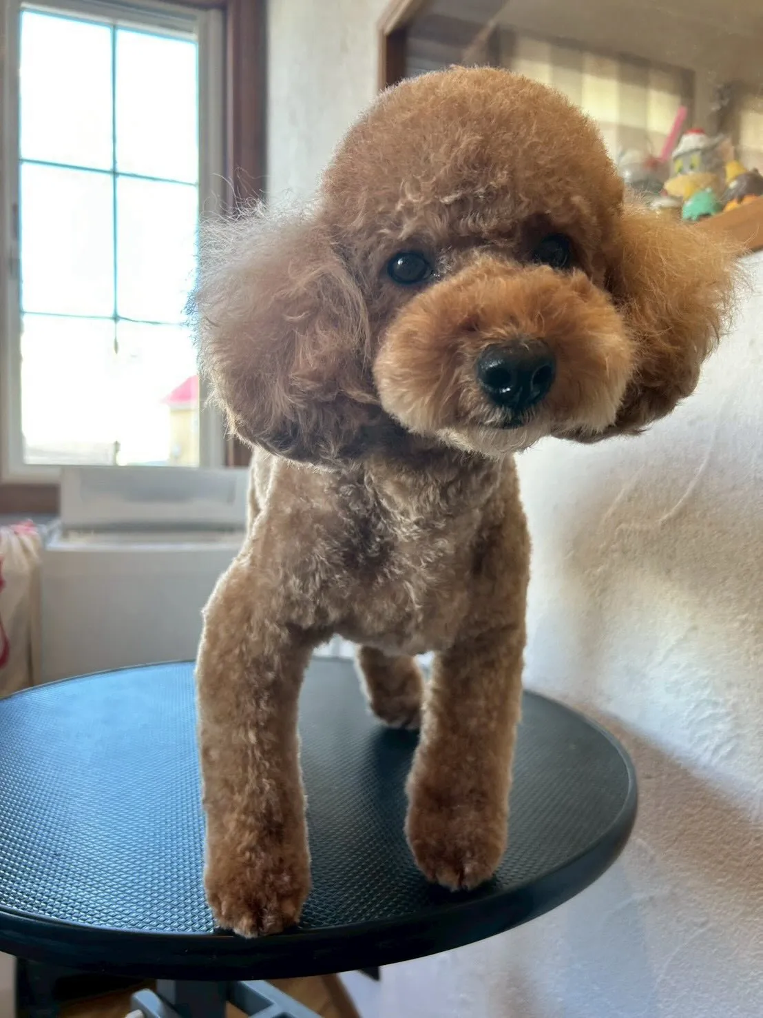 トリミングサロンに大所帯がやってきました!