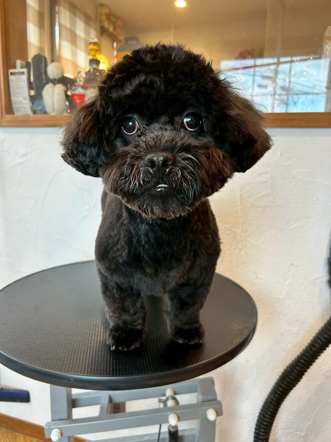 トリミングサロンに大所帯がやってきました!