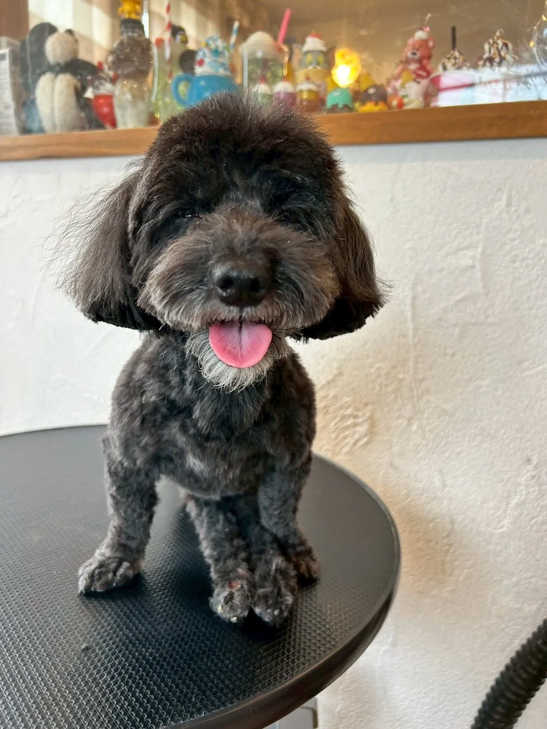 🌟かわいいお客様たちがご来店〜🐾✨