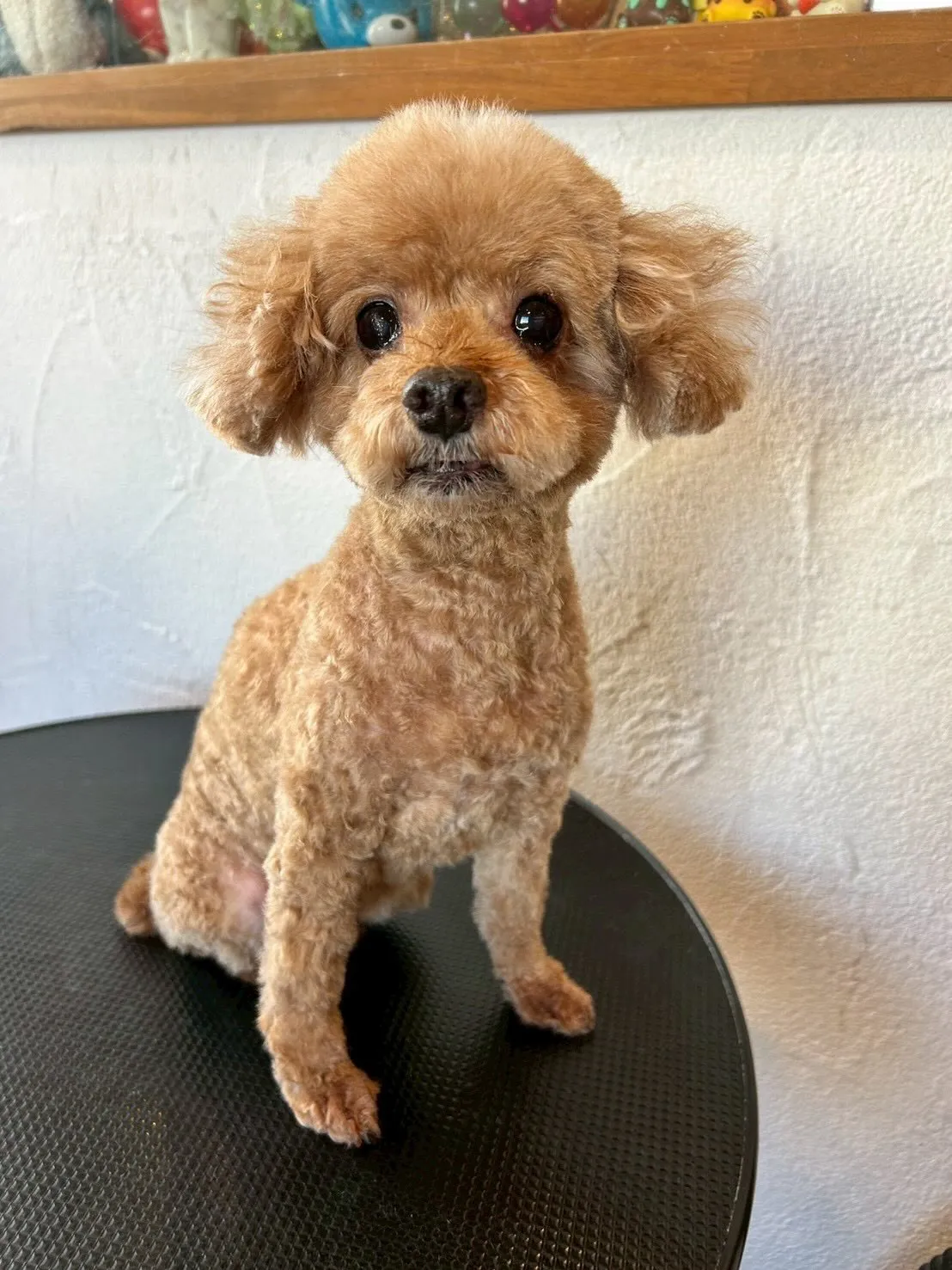 🌟かわいいお客様たちがご来店〜🐾✨