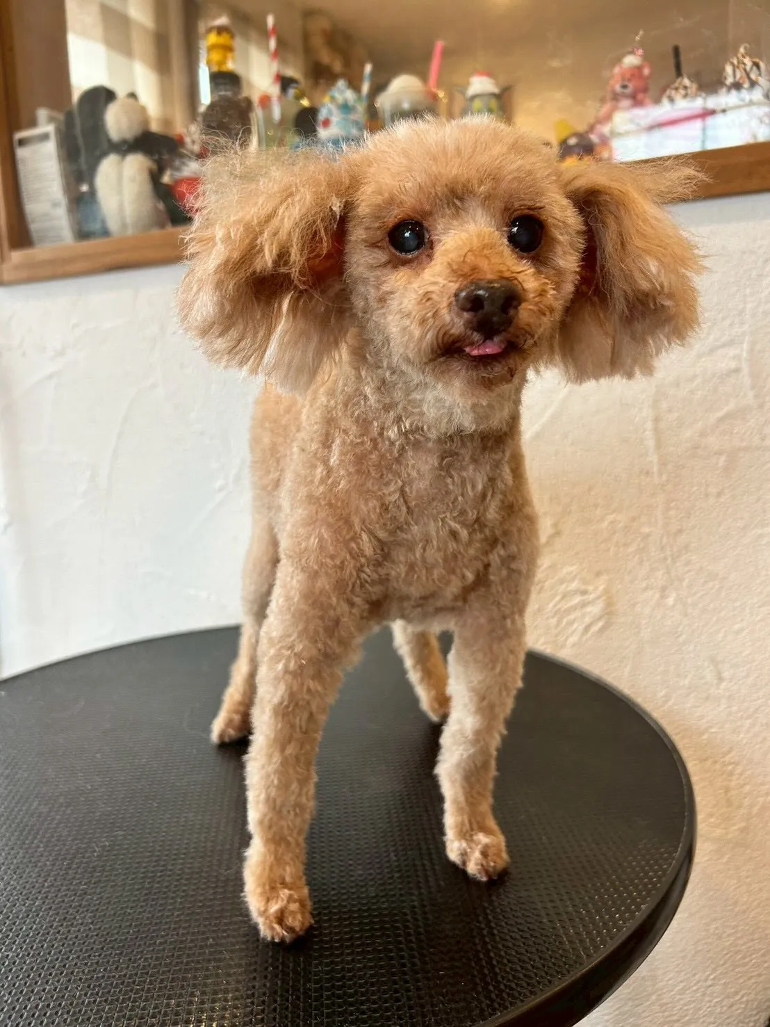 わんこたちはトリミングサロンで大変身🐾✨