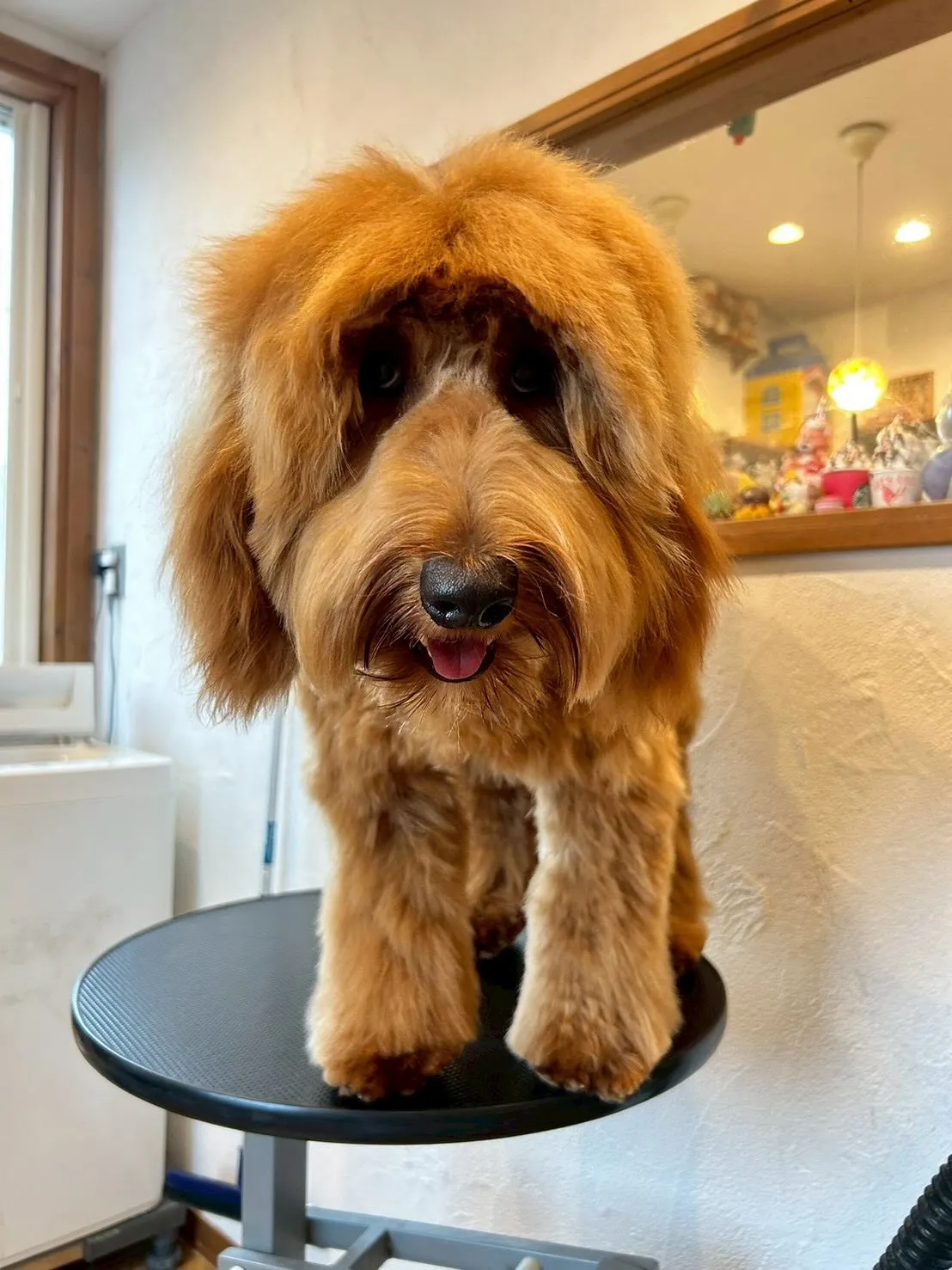 トリミングサロンからの可愛いお客様たちをご紹介します🐾✨