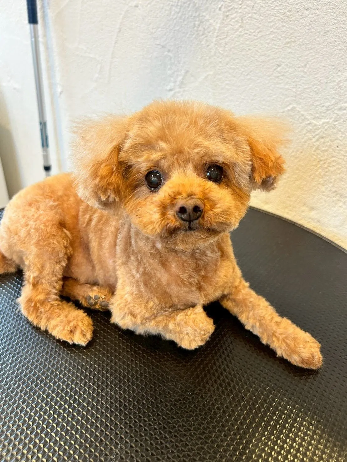 トリミングサロンからの可愛いお客様たちをご紹介します🐾✨