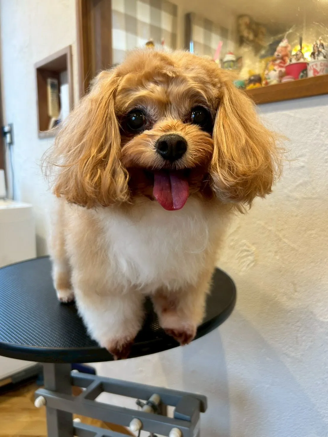 トリミングサロンからの可愛いお客様たちをご紹介します🐾✨