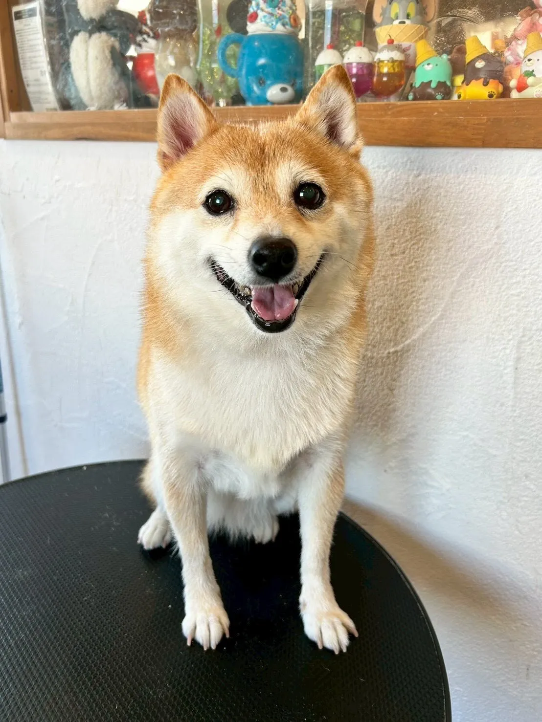 サロンの仲良しワンちゃんたちをご紹介します🐾✨