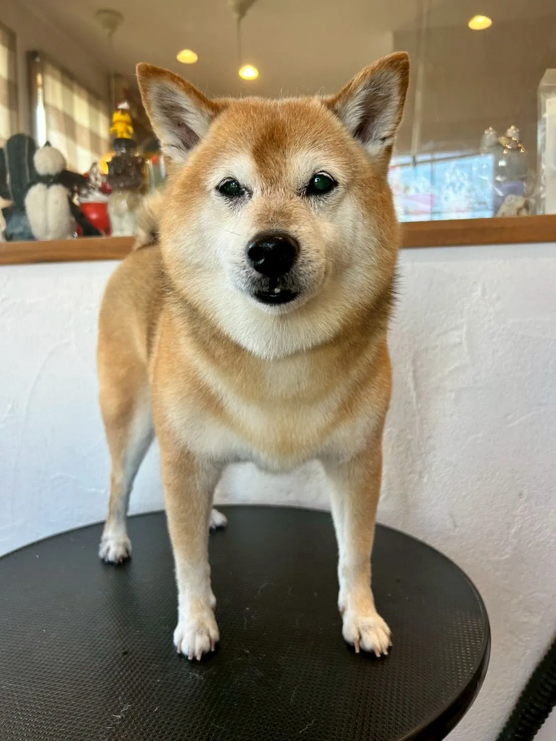 サロンの仲良しワンちゃんたちをご紹介します🐾✨