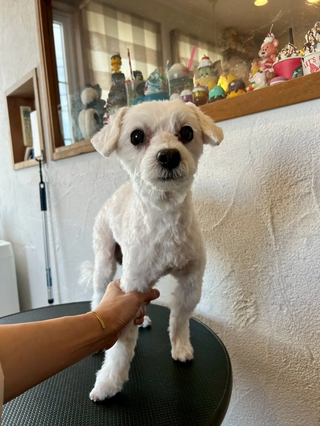 サロンの仲良しワンちゃんたちをご紹介します🐾✨