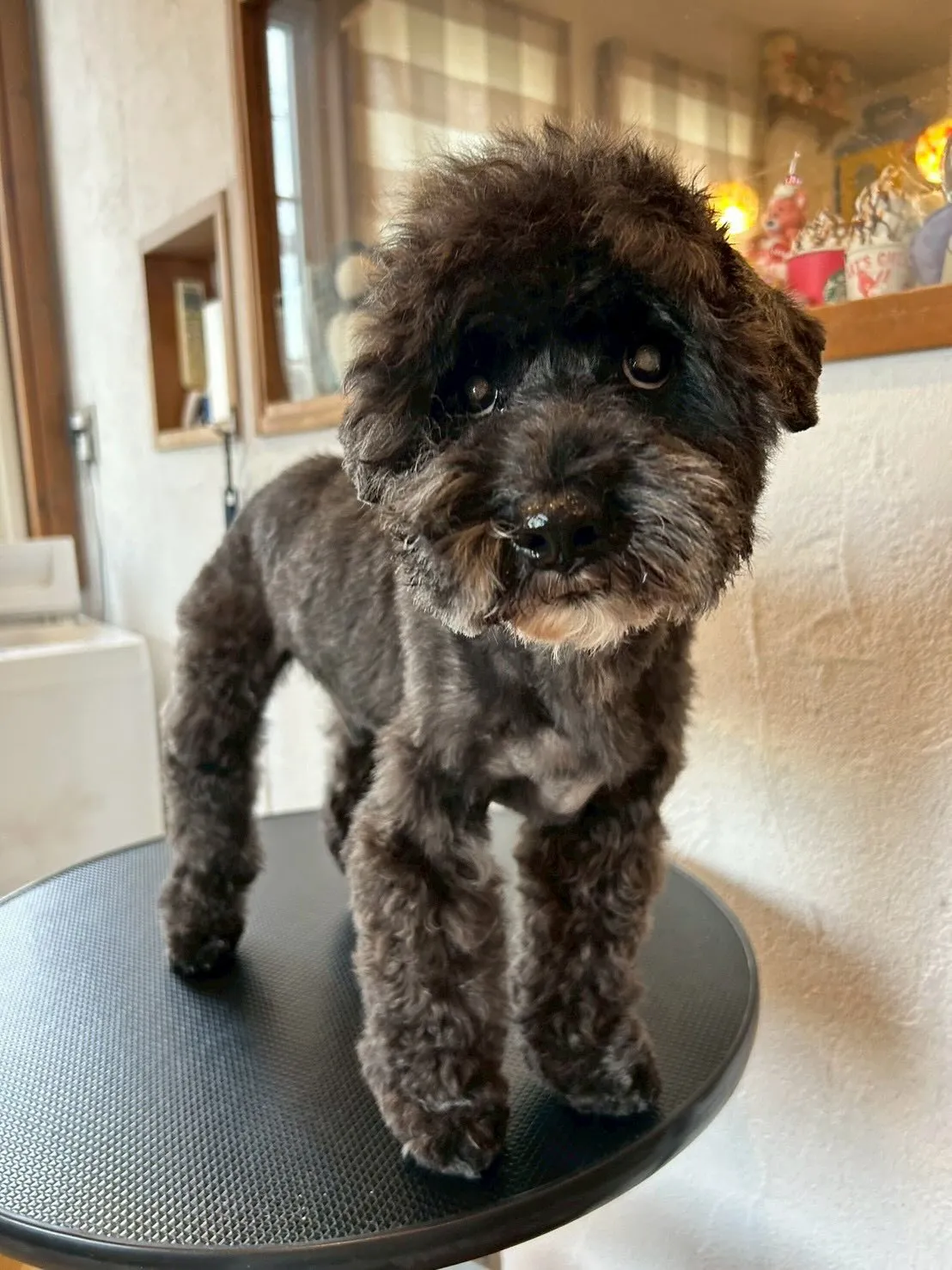 サロンの仲良しワンちゃんたちをご紹介します🐾✨