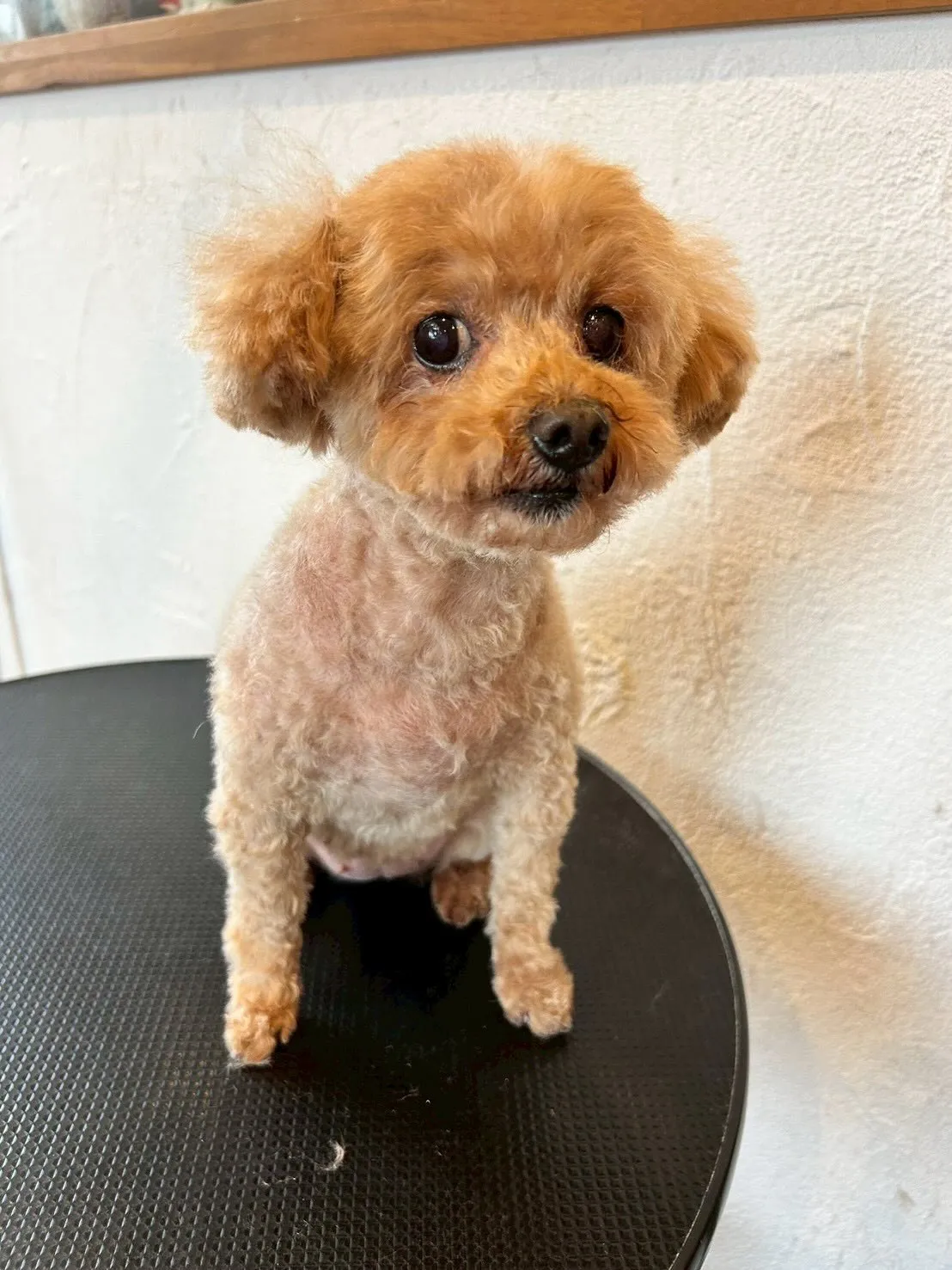 サロンの仲良しワンちゃんたちをご紹介します🐾✨