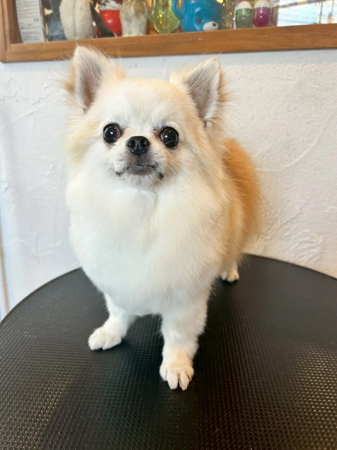 🌟 トリミングサロンでのお客様をご紹介します!🌟