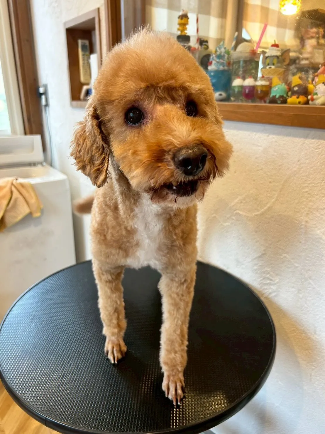 🐾✨うちのトリミングサロンから、可愛いワンちゃんたちをご紹介...