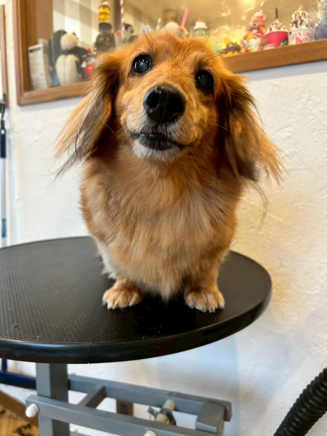 🐾✨うちのトリミングサロンから、可愛いワンちゃんたちをご紹介...