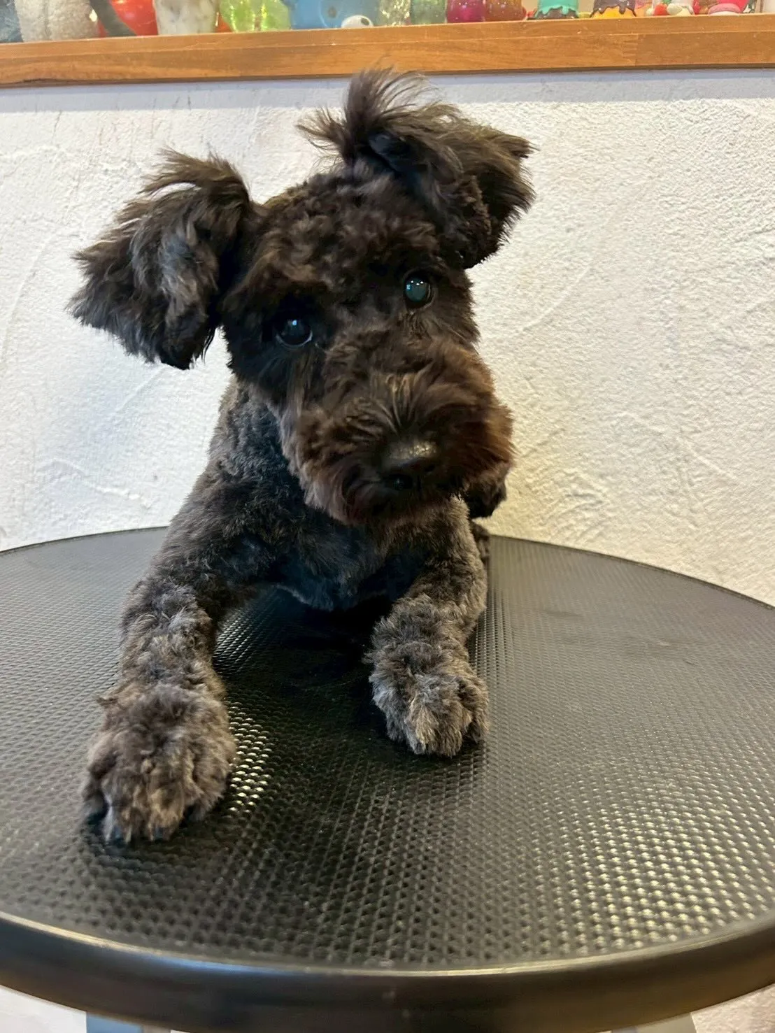 🐾✨うちのトリミングサロンから、可愛いワンちゃんたちをご紹介...