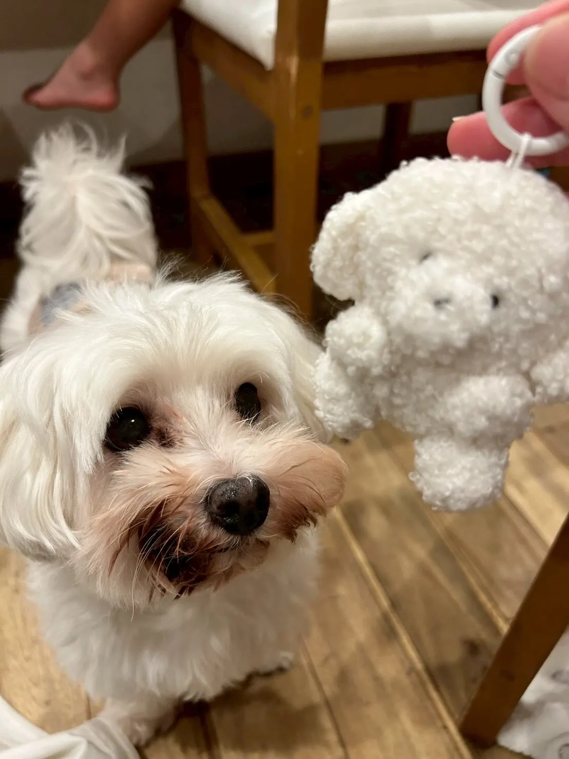 我が家のアイドル、アルフィンことあーちゃんと一緒に🎀