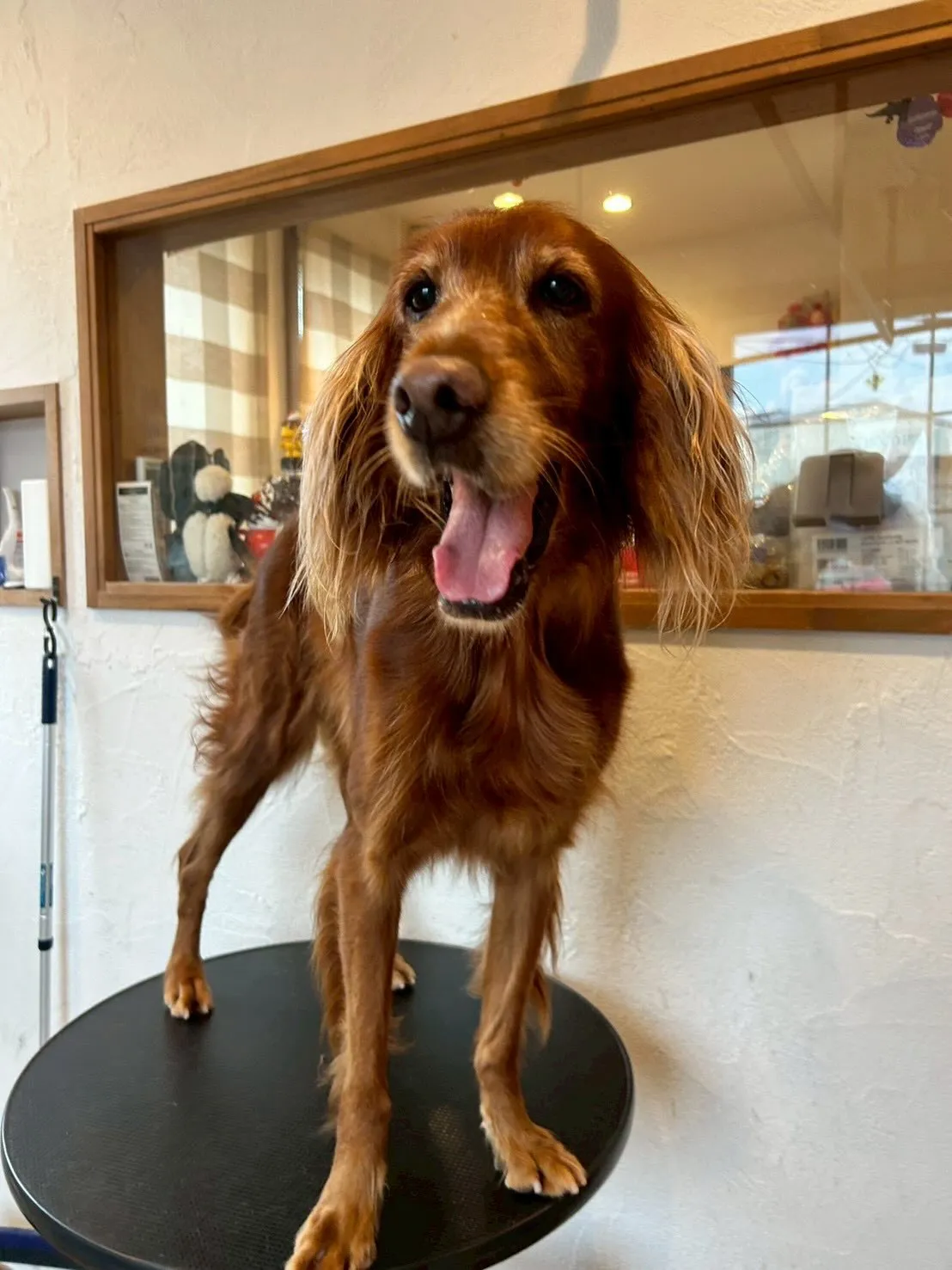 我が家のアイドル、アルフィンことあーちゃんと一緒に🎀