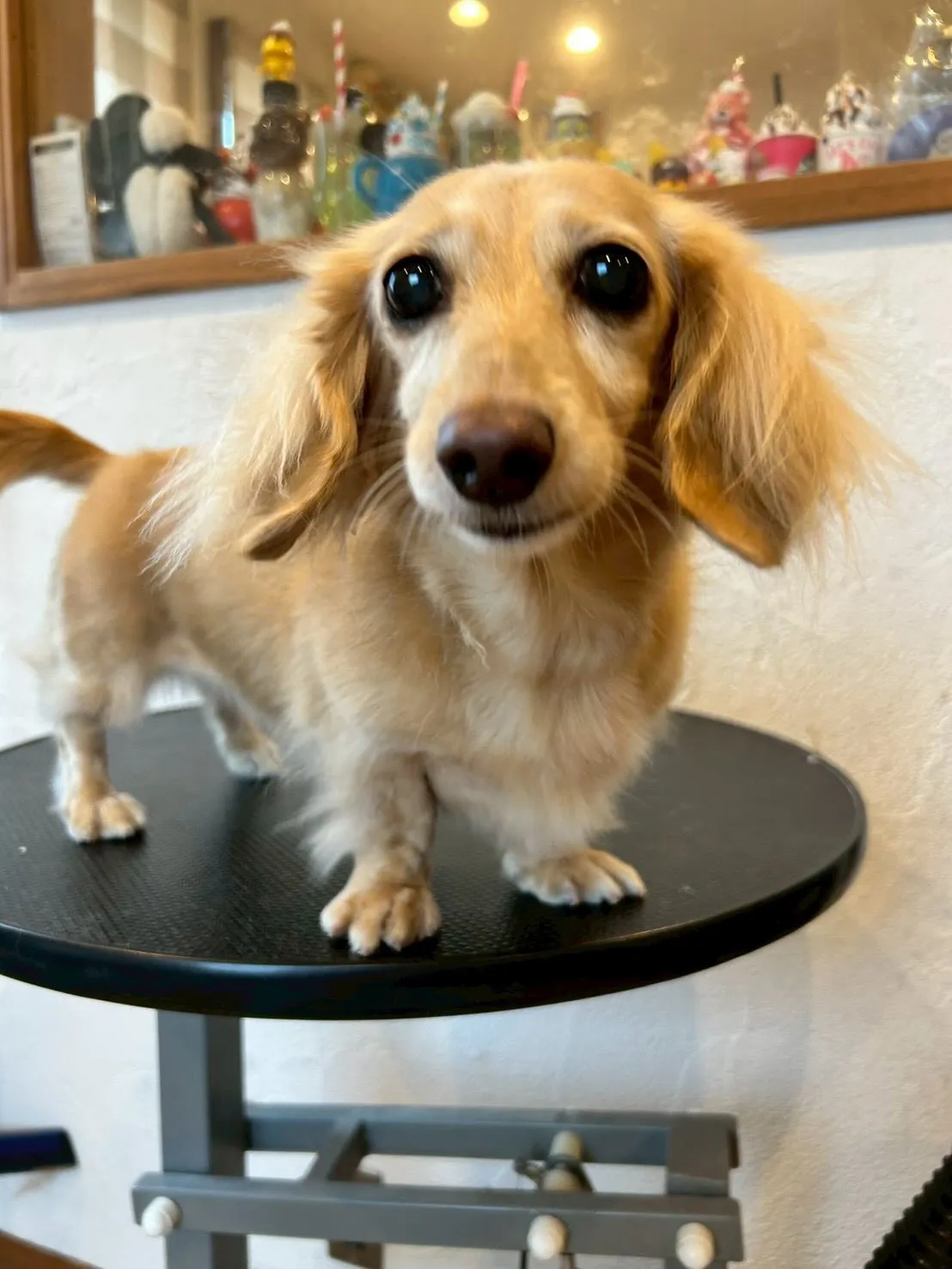 我が家のアイドル、アルフィンことあーちゃんと一緒に🎀