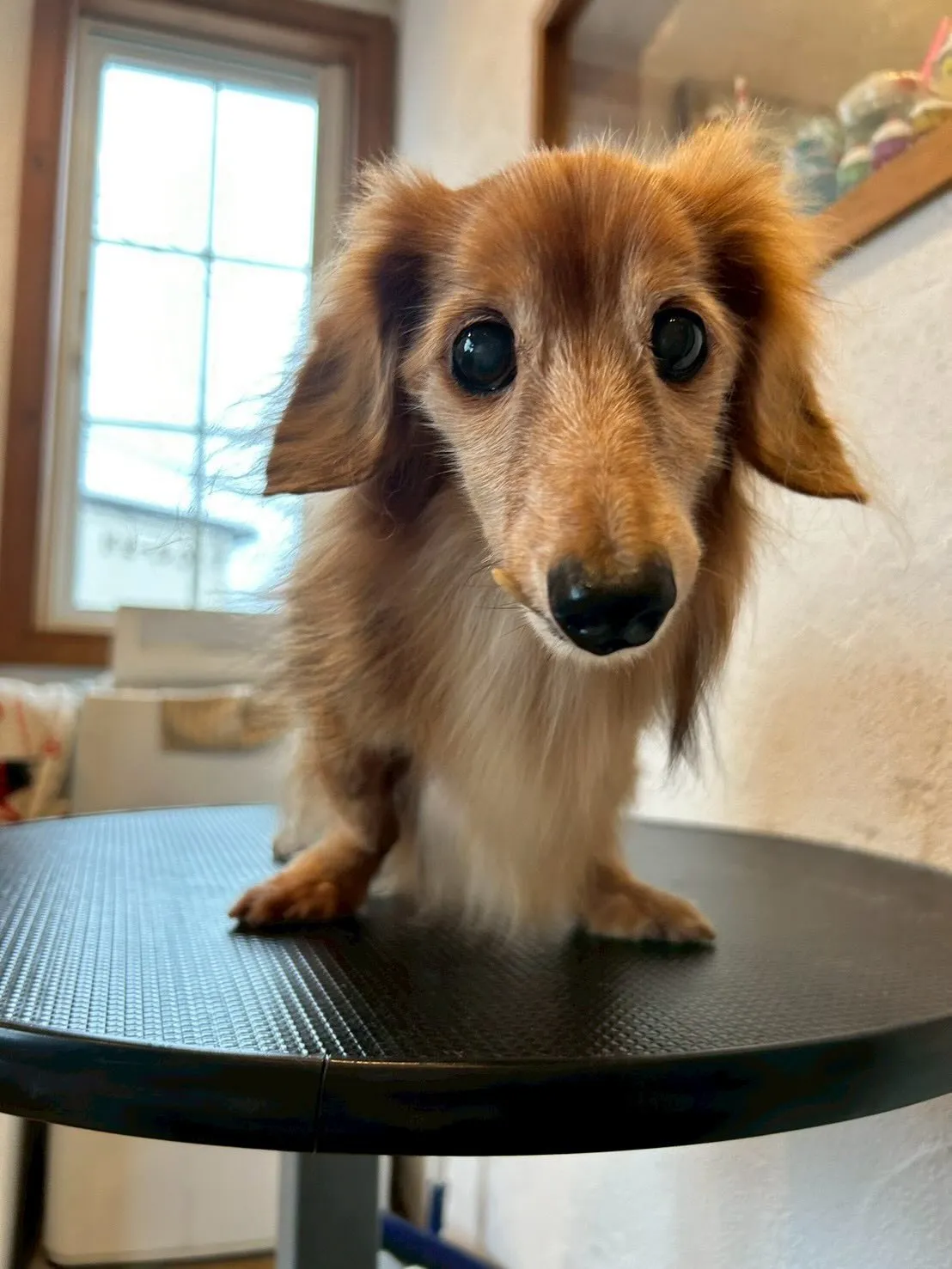 我が家のアイドル、アルフィンことあーちゃんと一緒に🎀