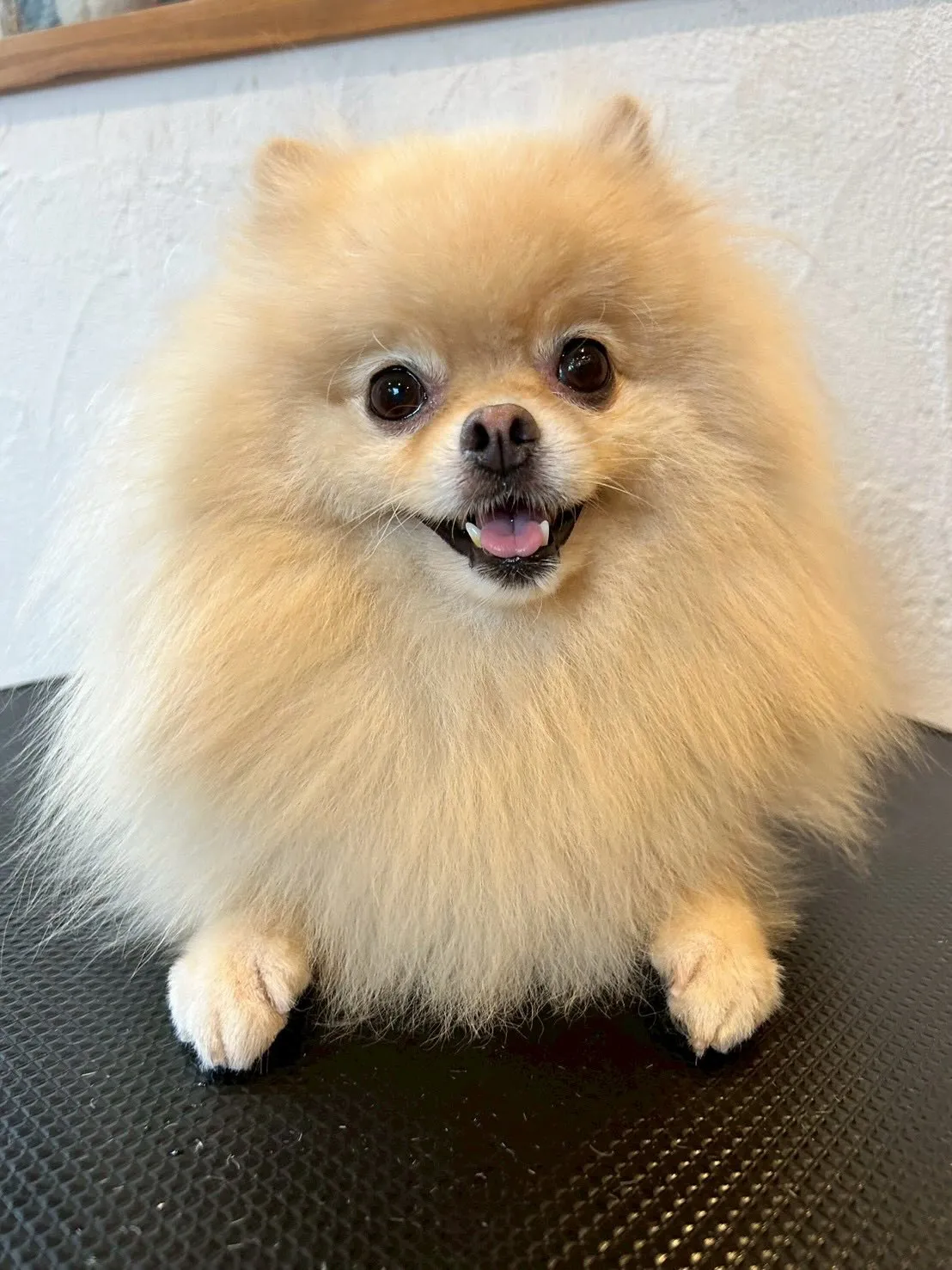 我が家のアイドル、アルフィンことあーちゃんと一緒に🎀