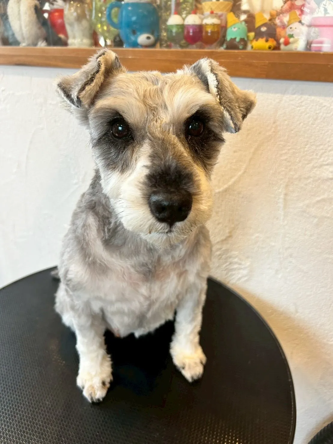 我が家のアイドル、アルフィンことあーちゃんと一緒に🎀