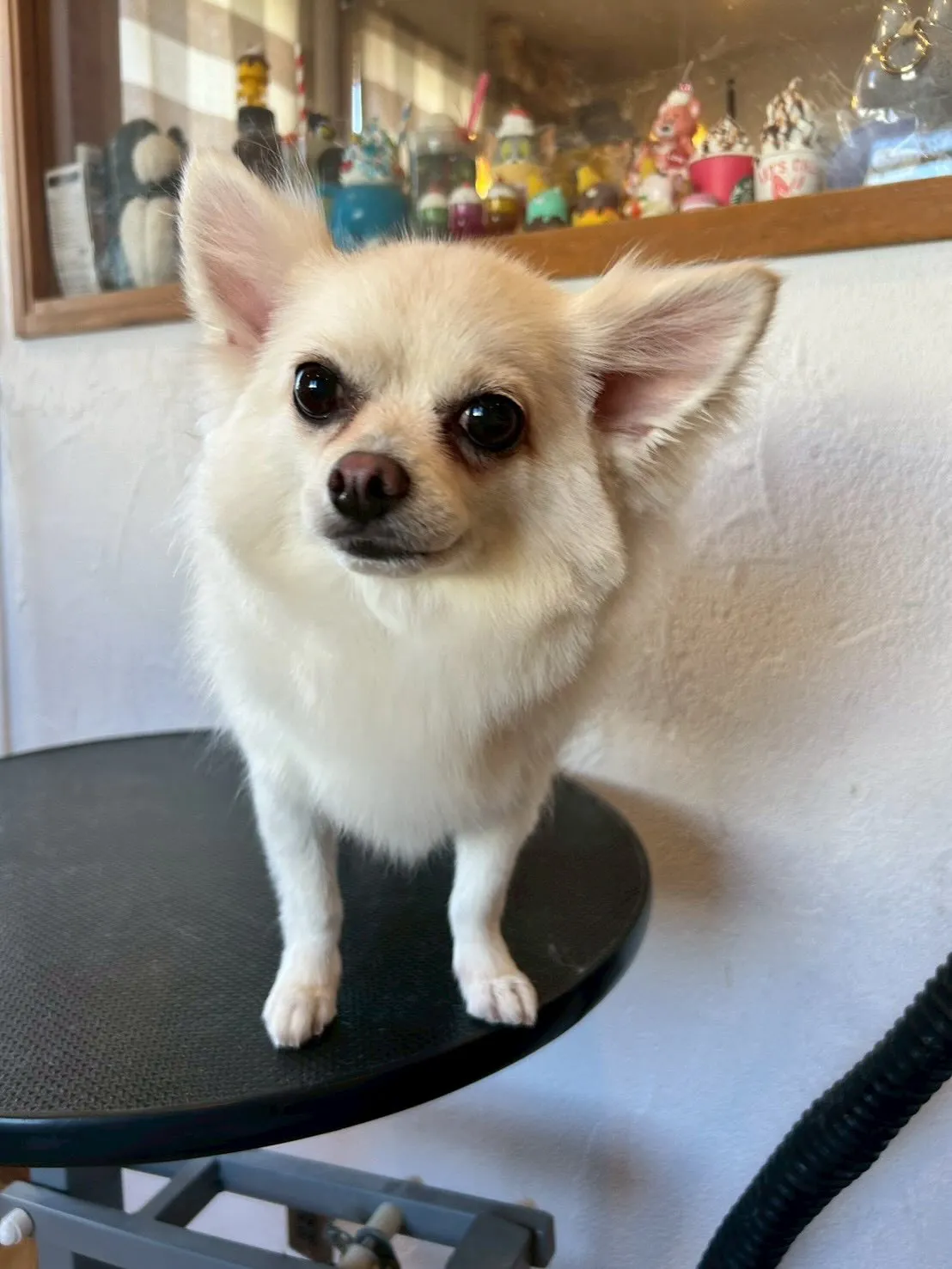 トリミングサロンで素敵な時間を過ごしました✨