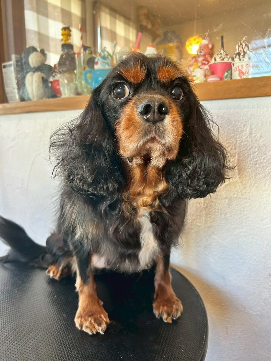 トリミングサロンで素敵な時間を過ごしました✨