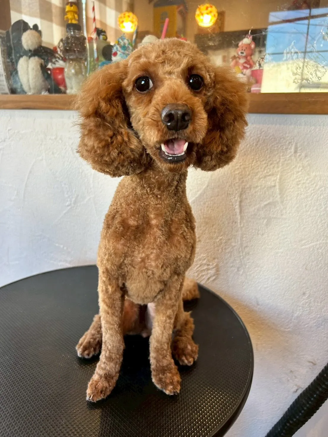 トリミングサロンで素敵な時間を過ごしました✨