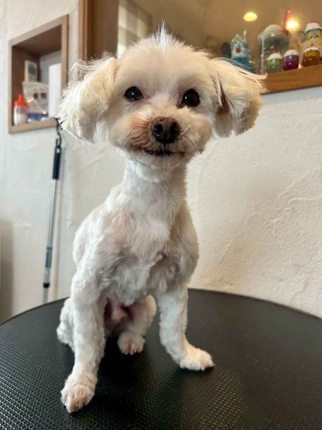 🐾✨トリミングサロンE-bashoへようこそ！