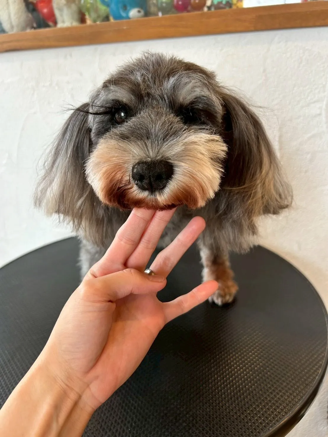 🐾✨トリミングサロンE-bashoへようこそ！