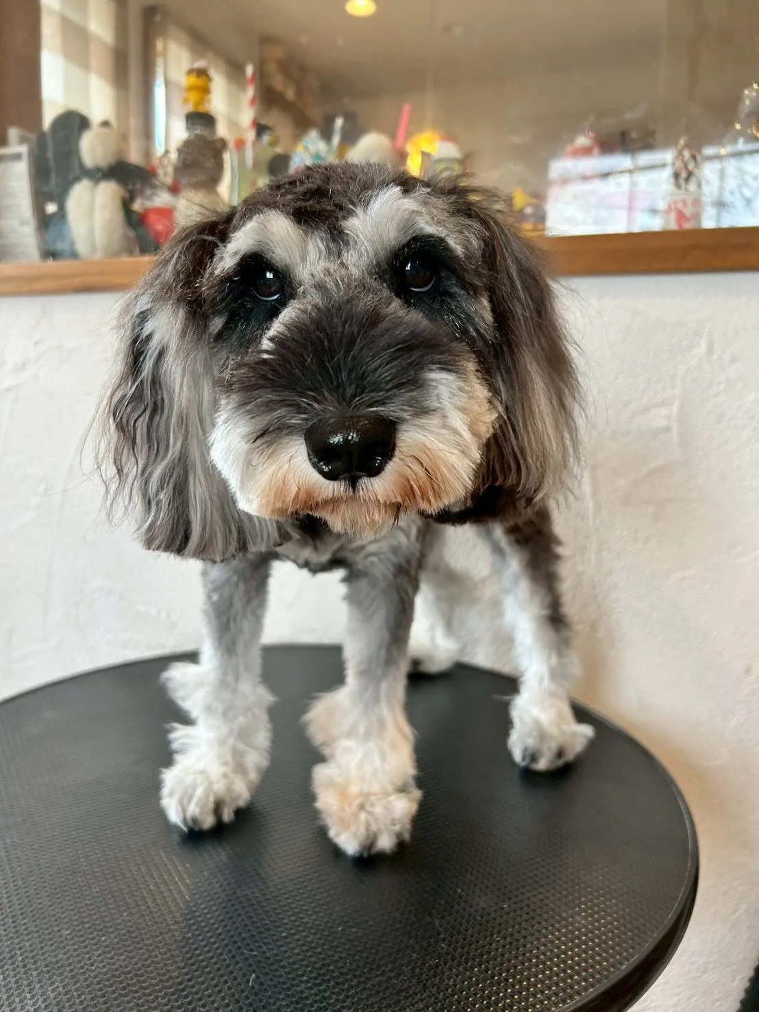 🐾✨トリミングサロンE-bashoへようこそ！