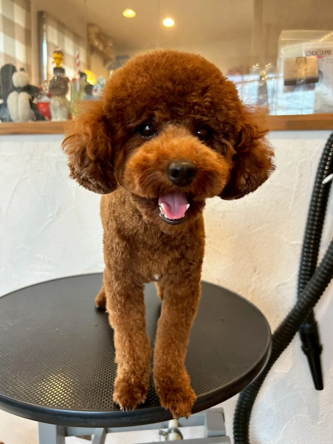 🐾✨トリミングサロンE-bashoへようこそ！