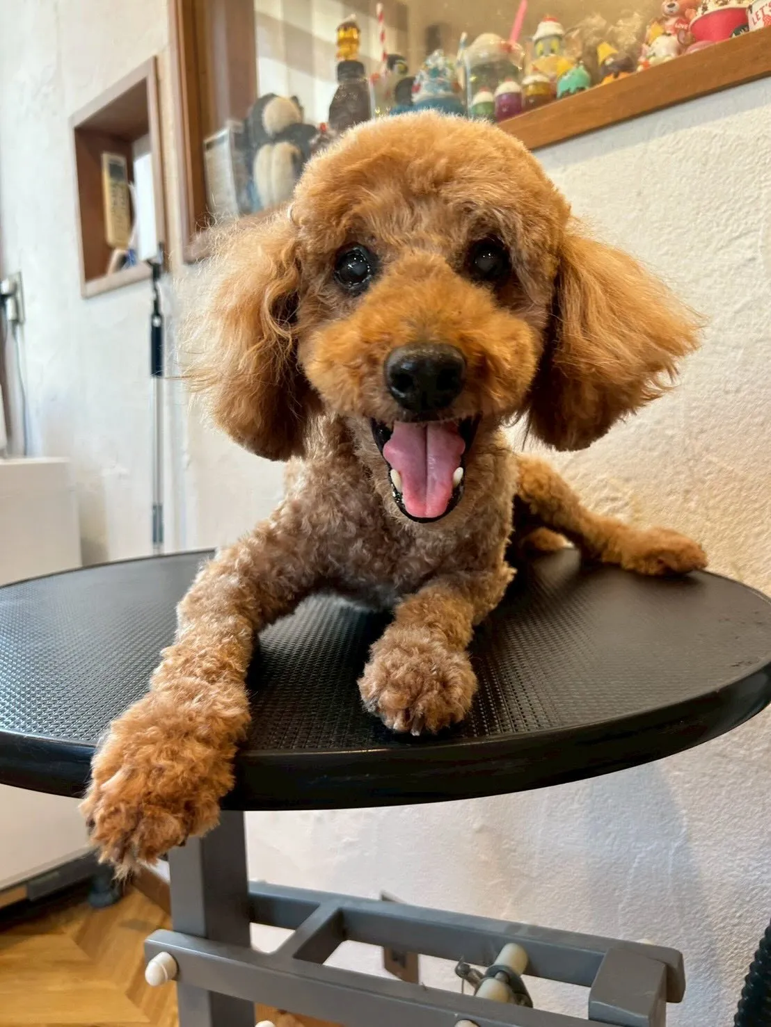 🐾✨トリミングサロンE-bashoへようこそ！