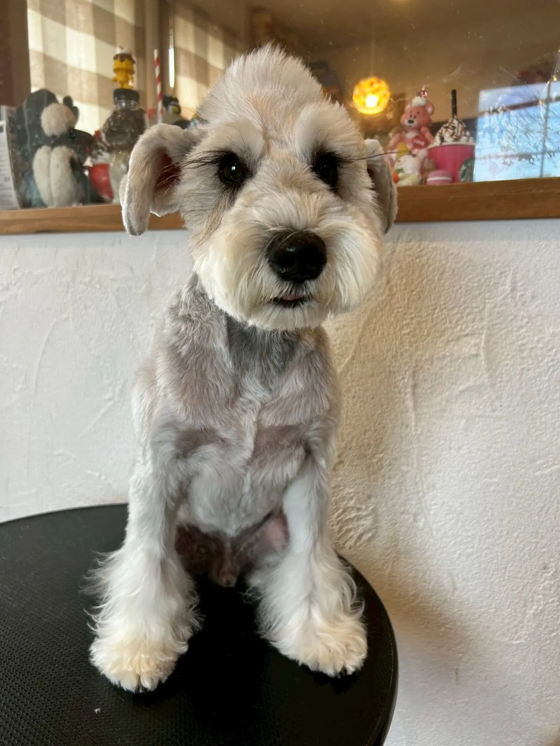 最初にミニチュアシュナウザーのアベルくんが来てくれました！✨