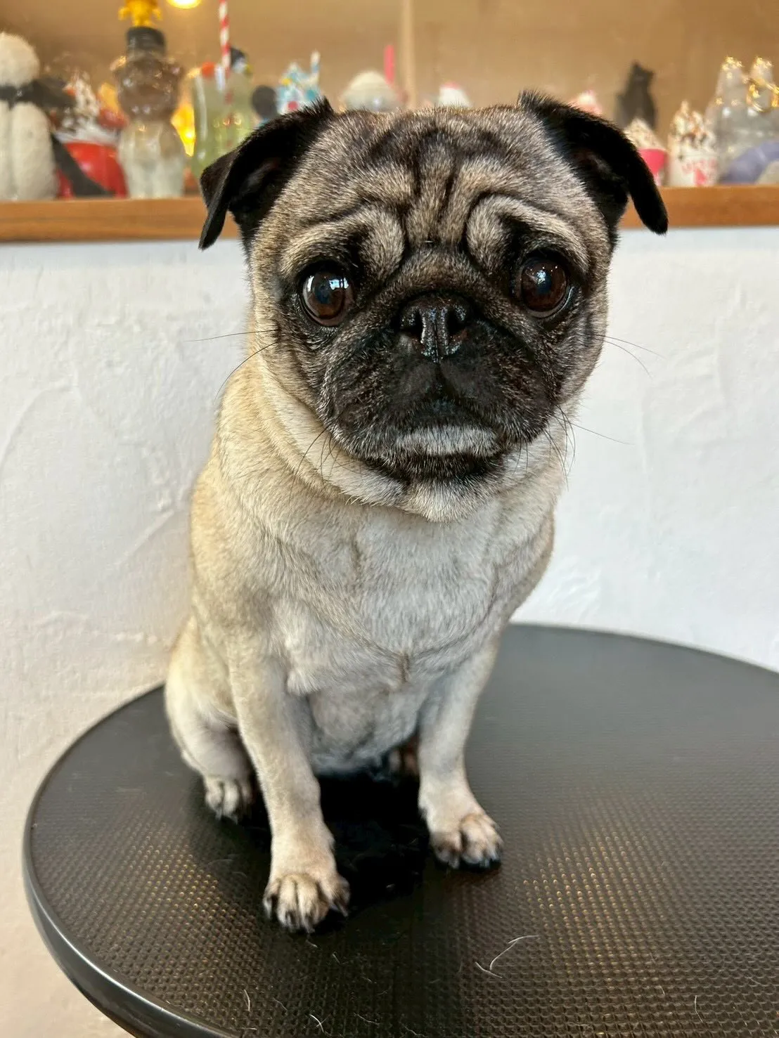 最初にミニチュアシュナウザーのアベルくんが来てくれました！✨