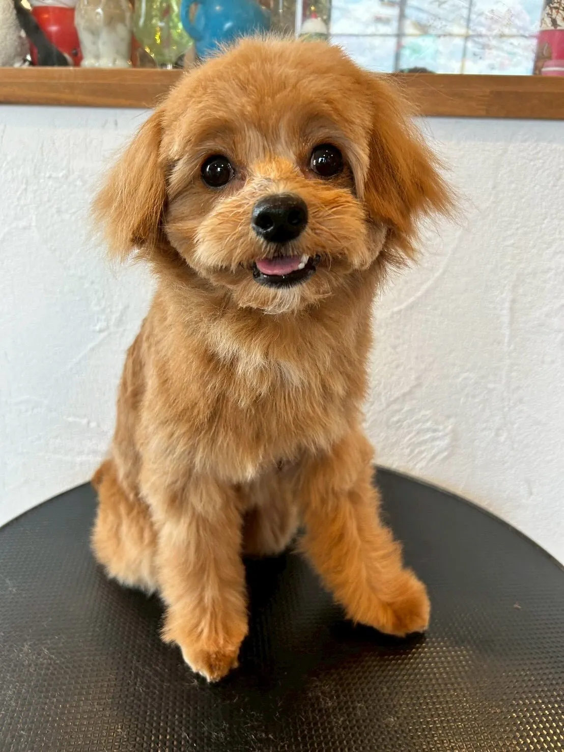 最初にミニチュアシュナウザーのアベルくんが来てくれました！✨