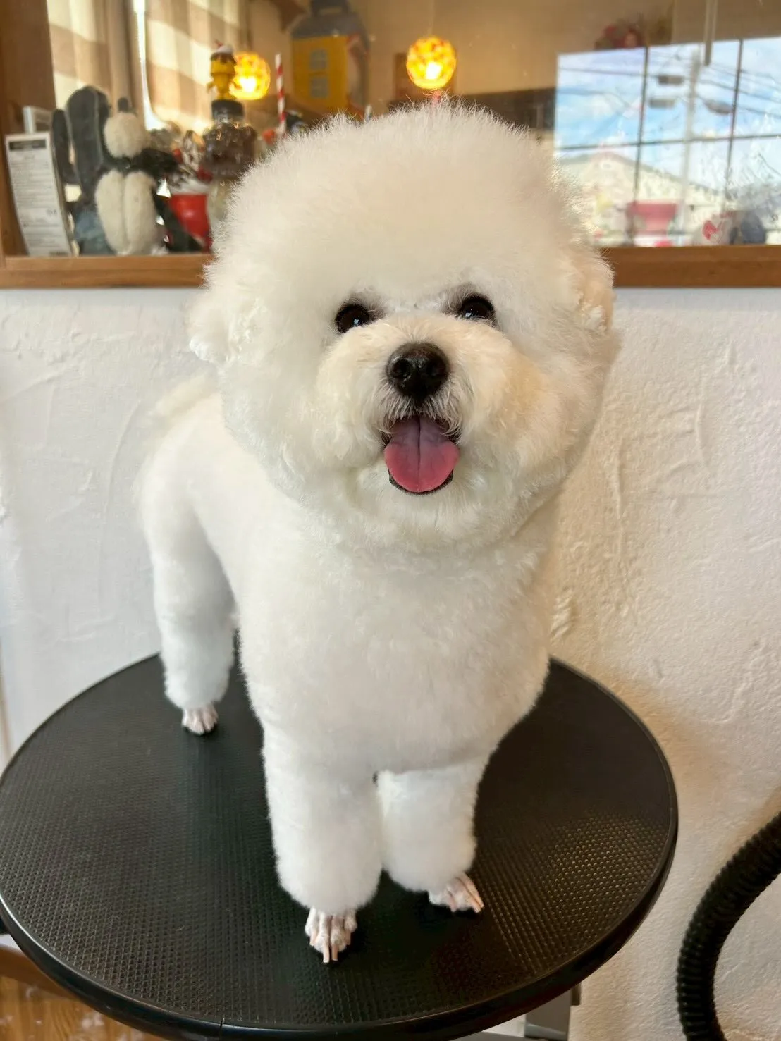 ワンちゃんたちがサロンで大変身🐾✂️