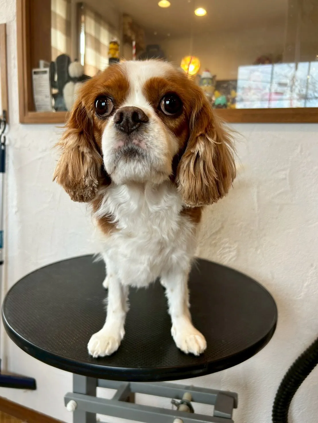 ワンちゃんたちがサロンで大変身🐾✂️