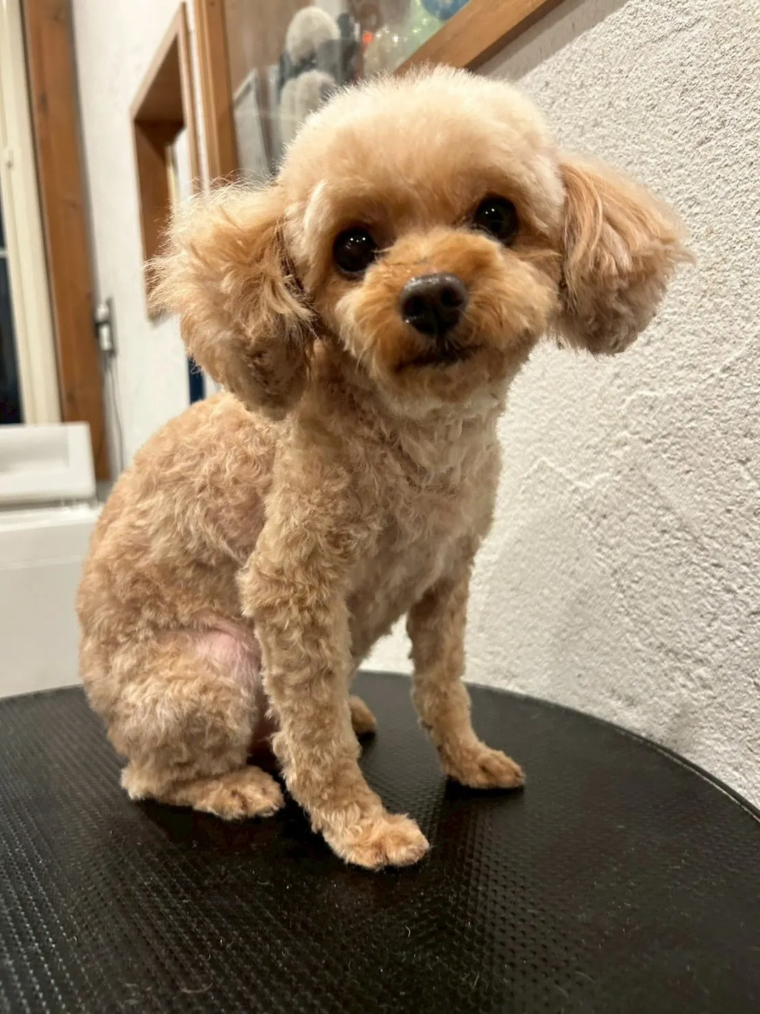 ワンちゃんたちがサロンで大変身🐾✂️