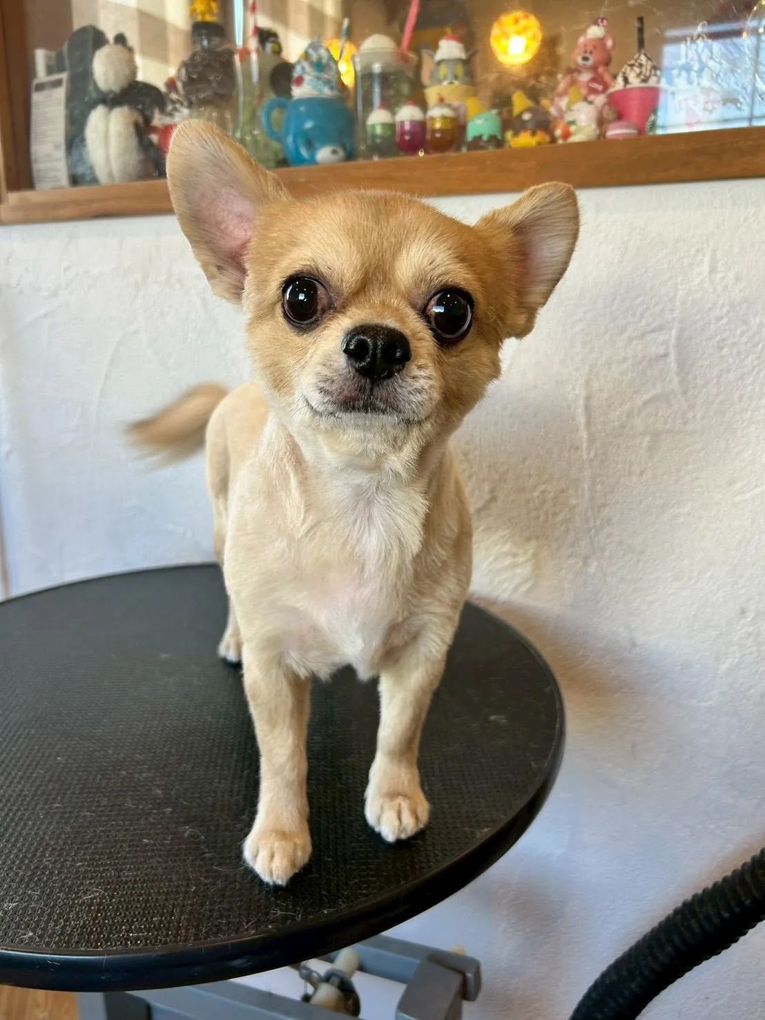 ✨可愛いワンちゃんたちがトリミングサロンに来てくれました!✨