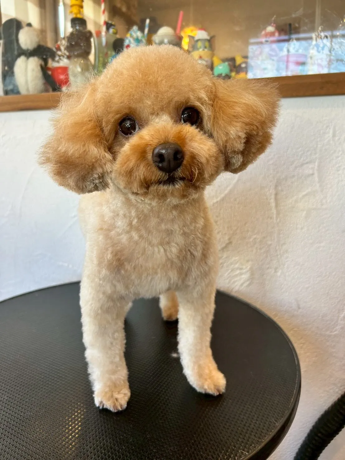 トリミングサロンで素敵なワンちゃんたちに出会えました🐾✨