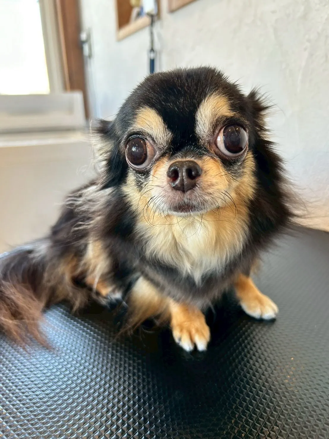 トリミングサロンで素敵なワンちゃんたちに出会えました🐾✨