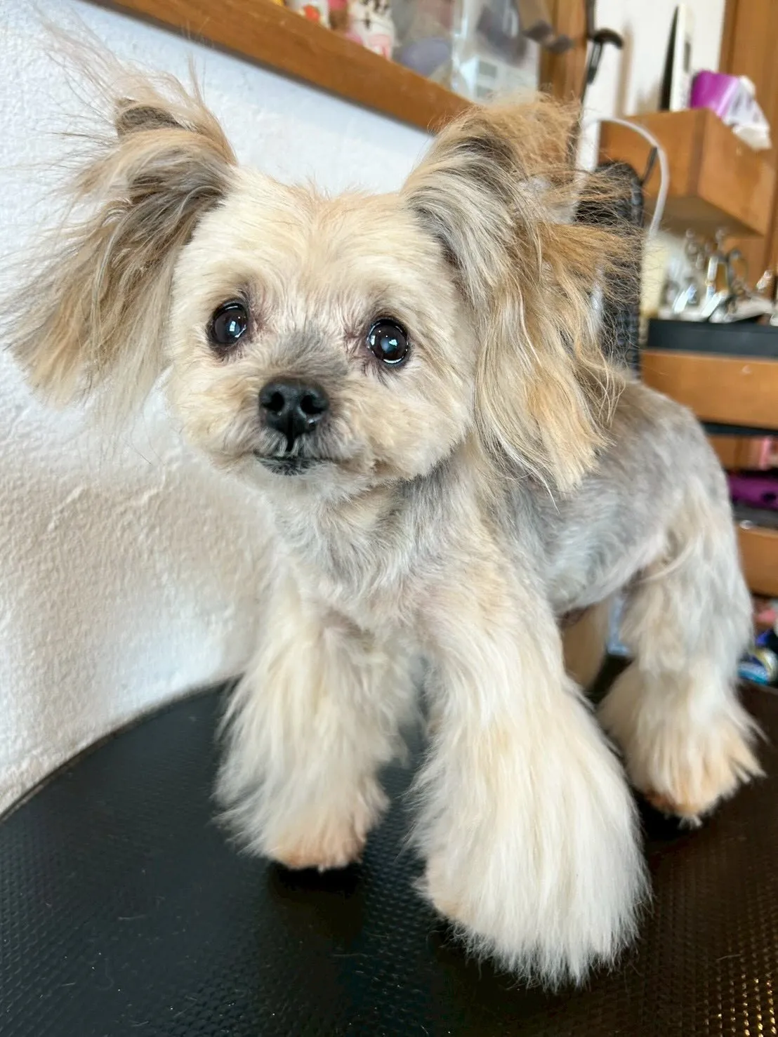トリミングサロンで素敵なワンちゃんたちに出会えました🐾✨