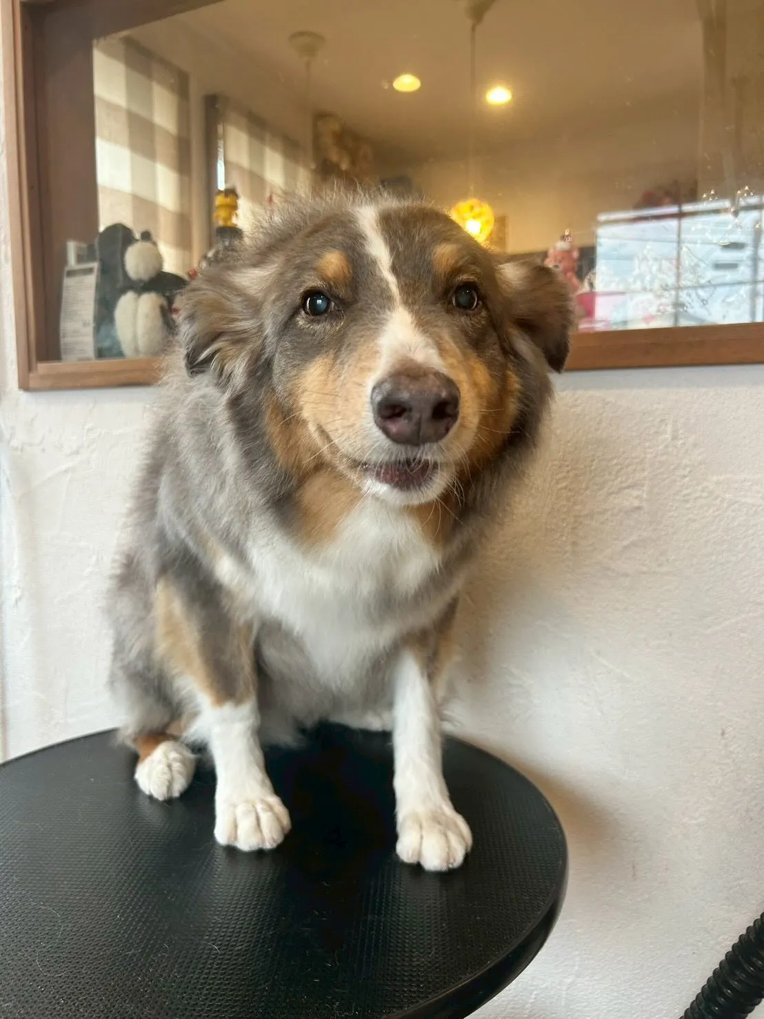 🐾✨毎回お客様のワンちゃんたちが来てくれると、まるで久しぶり...